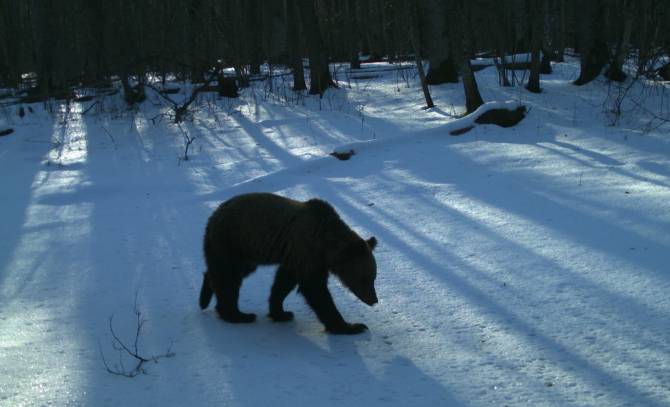 В брянском лесу после зимней спячки проснулись медведи