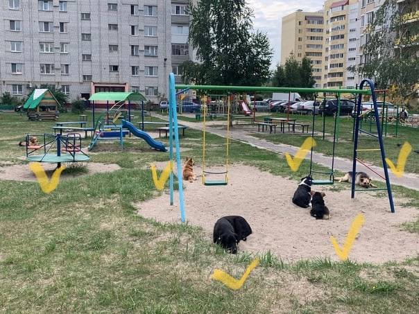 Бродячие собаки облюбовали детскую площадку в Фокинском районе Брянска