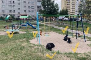 Бродячие собаки облюбовали детскую площадку в Фокинском районе Брянска
