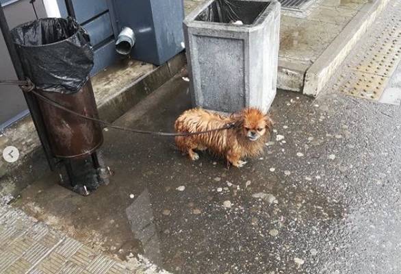 В Брянске старого пекинеса привязали к мусорке у «Магнита» и бросили под дождем 