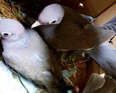 Молдованин пытался провезти через Брянск 4 живых голубя