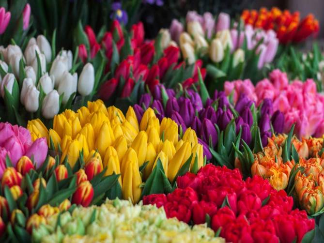 В Брянске 3 марта откроются ярмарки живых цветов