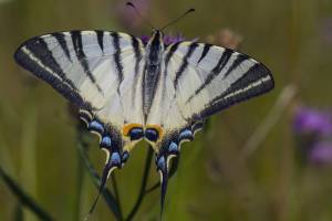 Редчайшую бабочку обнаружили в заповеднике «Брянский лес»