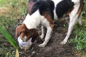 В Дятьковском районе потерялся охотничий пес