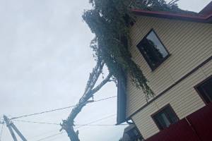 В брянском поселке Октябрьский ураган повалил деревья на дома