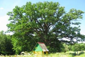 Брянцев просят поддержать партизанский дуб в конкурсе «дерево года»