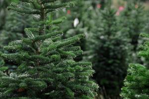Из Брянщины в другие регионы России отправили более 12,5 тысяч елок и сосен