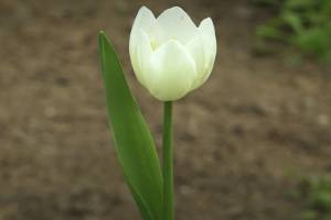 В Брянске начали срезать тюльпаны к 8 марта