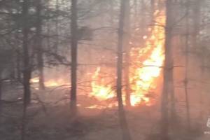 В Дубровском районе потушили лесной пожар