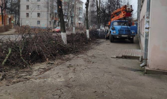 В Брянске спешно уничтожают деревья возле БГТУ