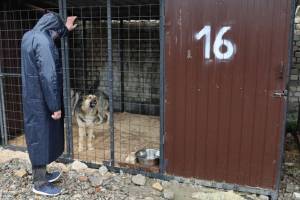 В Брянске более 80 собак из приюта нашли новых хозяев