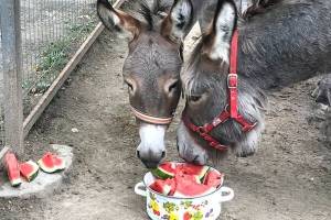 В Брянском зоопарке для животных устроят «арбузный день»