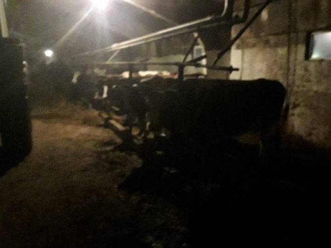 В Новозыбковском районе задержали 10 коров-нелегалов