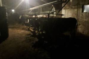В Новозыбковском районе задержали 10 коров-нелегалов
