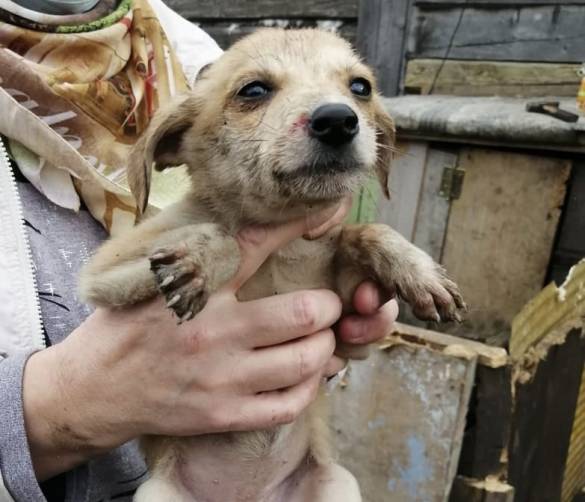 В Брянске цыгане заживо замуровали 8 щенков