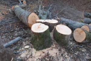 Брянский бизнесмен незаконно срубил лес на 9,5 млн рублей