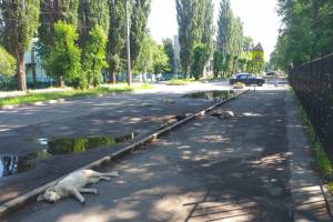 В Брянске подходы к детской поликлинике №2 оккупировала стая собак
