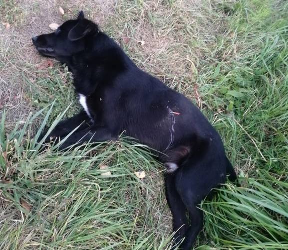 В Новозыбкове неизвестный жестоко убил собаку