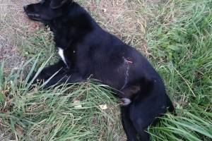 В Новозыбкове неизвестный жестоко убил собаку