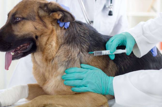 В посёлке Белые Берега пройдет вакцинация животных от бешенства