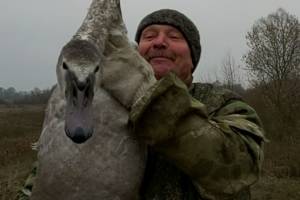 В Брянской области жители спасли покалеченного лебедя