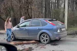 В Брянске дерево рухнуло на проезжающую машину