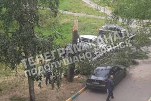 В Брянске на переулке Пилотов дерево рухнуло на автомобили