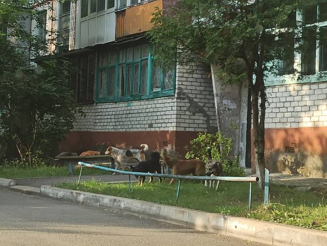 В Брянске псы взяли в заложники жителей многоэтажки