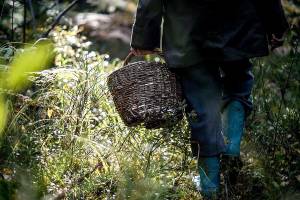 В Брянской области нашли заблудившегося в лесу 43-летнего грибника