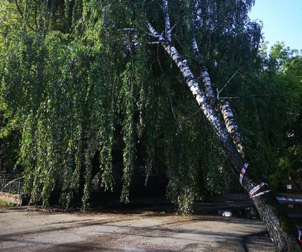 В Брянске у детской больницы на Ульянова нависло гигантское дерево