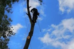 В Новозыбкове варварски обрезали деревья на улице Мичурина