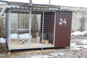 В Брянске открылся приют для бродячих собак