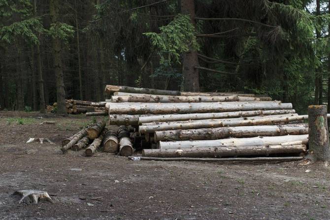 В Дятькове предпринимателя оштрафовали за отходы обработки древисины