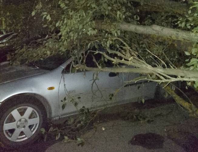 В Брянске на улице Мичурина дерево рухнуло на автомобиль