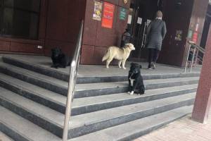 Собаки захватили вход в брянский ТЦ «Родина»