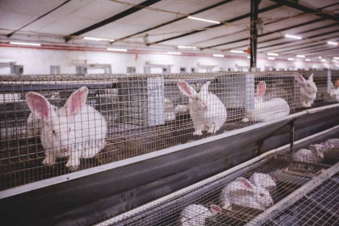 В Брянской области вложат 1,9 млрд рублей в кролиководческие фермы