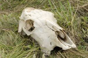 В Севском и Суземском районах забыли о содержании скотомогильников