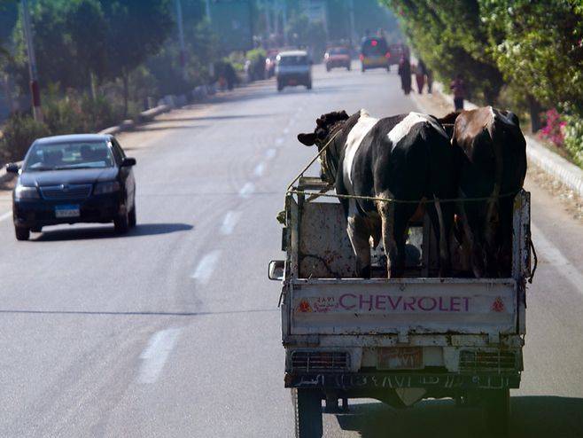 Подозрительные коровы и лошади без документов пытались проникнуть в Брянскую область