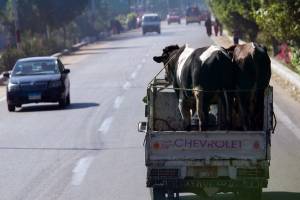Подозрительные коровы и лошади без документов пытались проникнуть в Брянскую область