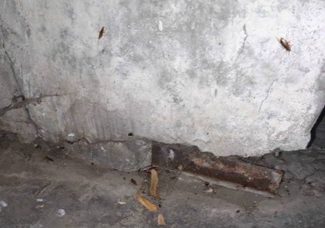 В Брянске подъезд многоэтажки захватили полчища мух и тараканов