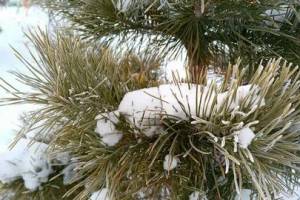 В Брянской области 6 января ожидается -14 градусов
