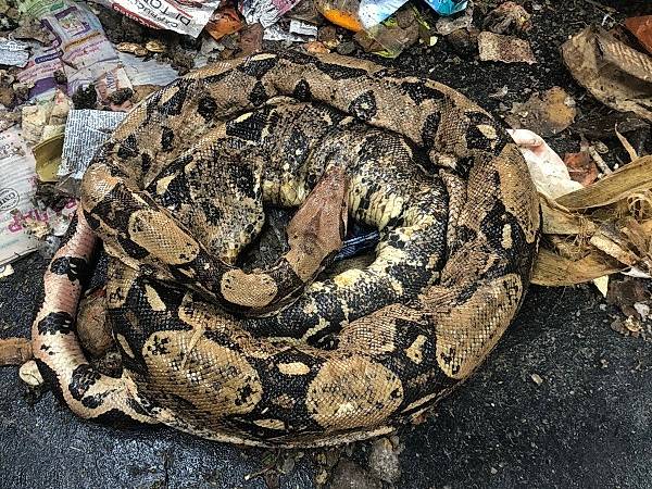 Пятиметровая змея напугала работников брянской мусоросортировочной станции