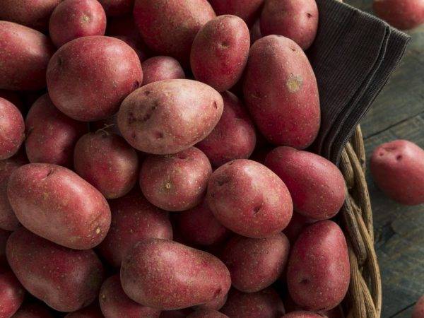 Брянцы предупредили министра Патрушева о дефиците красного картофеля