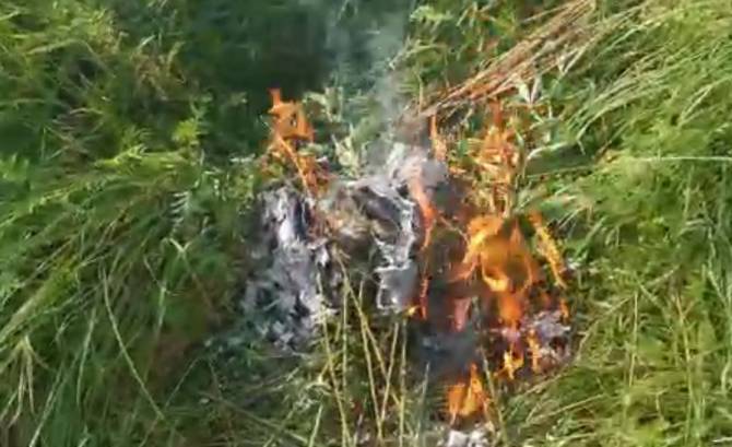 В Брянской области сожгли 756 кустов мака и конопли