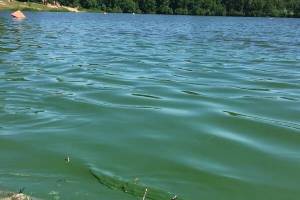 В самый разгар лета в Брянске запретили купание в пяти водоемах