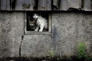 Подвалы брянских домов обязали держать открытыми для животных