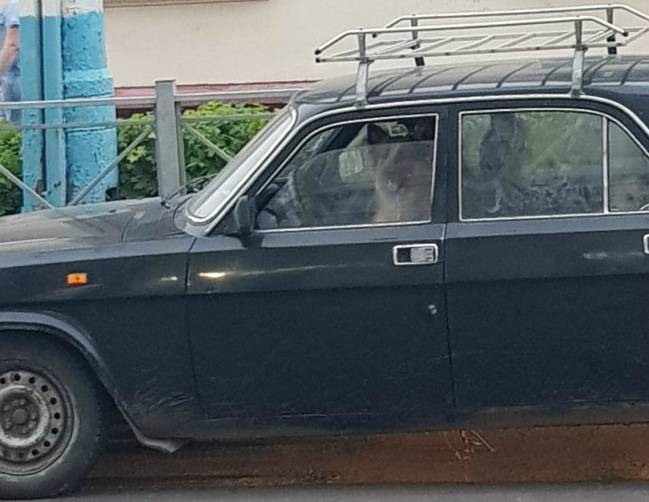 В Брянске на Володарке заметили собак за рулем «Волги»