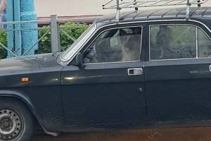 В Брянске на Володарке заметили собак за рулем «Волги»