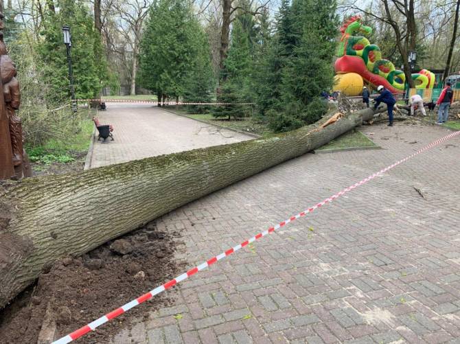 В Брянске распилили рухнувшее дерево в парке Толстого