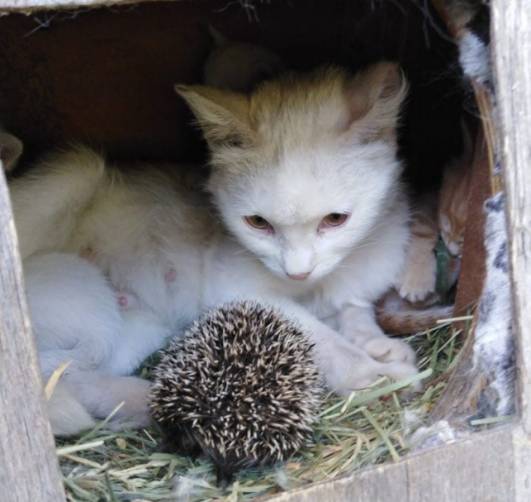 В Клинцах кошачья семья приютила ежат-сирот